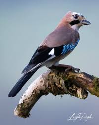 Attēlu rezultāti vaicājumam “Garrulus glandarius adult”