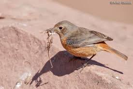 Image result for Phoenicurus moussieri