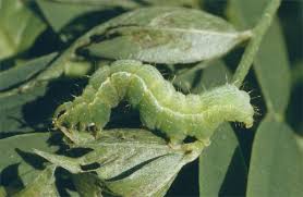 Attēlu rezultāti vaicājumam “Autographa pulchrina”