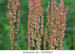 Attēlu rezultāti vaicājumam “Rumex acetosa flower”