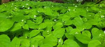 Attēlu rezultāti vaicājumam “Corynephorus canescens fruit”