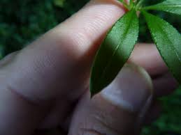 Attēlu rezultāti vaicājumam “Galium triflorum fruit”
