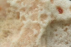 Attēlu rezultāti vaicājumam “Leptoporus mollis”