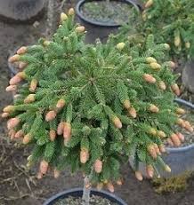 Attēlu rezultāti vaicājumam “Picea abies fruit”
