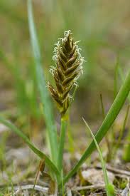 Attēlu rezultāti vaicājumam “Blysmus compressus”