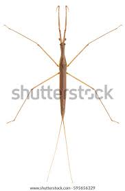 Attēlu rezultāti vaicājumam “Ranatra linearis”