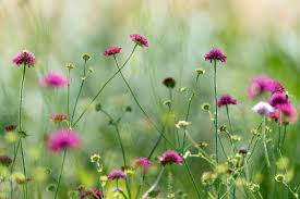 Attēlu rezultāti vaicājumam “Knautia arvensis flower”