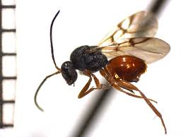 Attēlu rezultāti vaicājumam “Diplolepis eglanteriae”