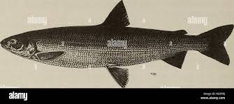 Image result for Coregonus huntsmani