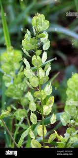 Attēlu rezultāti vaicājumam “Thlaspi arvense”