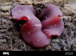 Attēlu rezultāti vaicājumam “Ascocoryne cylichnium”