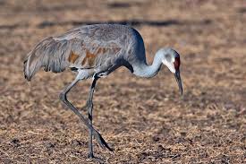 Image result for Grus canadensis