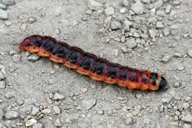 Attēlu rezultāti vaicājumam “Cossus cossus”