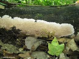 Attēlu rezultāti vaicājumam “Steccherinum fimbriatum”