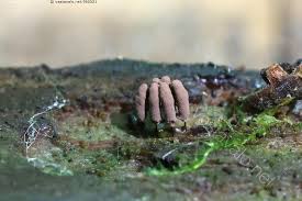 Attēlu rezultāti vaicājumam “Stemonitopsis hyperopta”