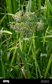 Attēlu rezultāti vaicājumam “Scirpus sylvaticus”