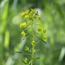 Attēlu rezultāti vaicājumam “Euphorbia virgata flower”