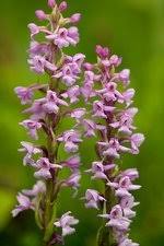 Attēlu rezultāti vaicājumam “Gymnadenia conopsea bud”