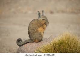 Image result for viscacha