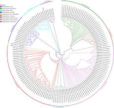 Attēlu rezultāti vaicājumam “Pachyphloeus melanoxanthus”
