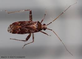 Attēlu rezultāti vaicājumam “Phytocoris sp.”