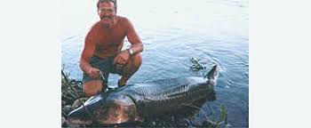 Image result for Acipenser medirostris