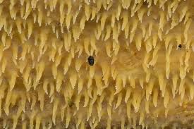 Attēlu rezultāti vaicājumam “Mycoacia fuscoatra”