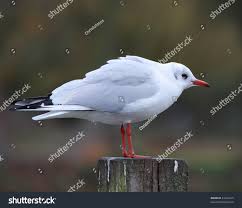 Attēlu rezultāti vaicājumam “Larus ridibundus”