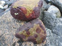 Attēlu rezultāti vaicājumam “Hildenbrandia rivularis”