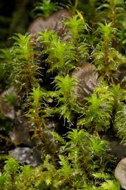 Attēlu rezultāti vaicājumam “Syntrichia ruralis var. ruralis sporophyte”