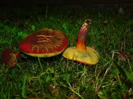 Attēlu rezultāti vaicājumam “Xerocomus rubellus”