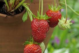 Attēlu rezultāti vaicājumam “Fragaria x ananassa fruit”