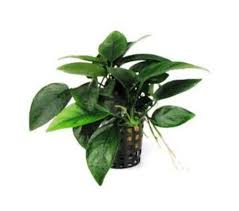 Attēlu rezultāti vaicājumam “Nitella flexilis”