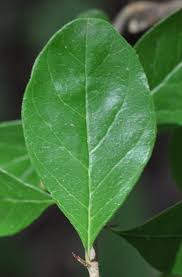 Attēlu rezultāti vaicājumam “Lycogala botrydium”