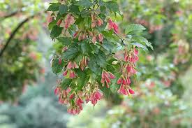 Attēlu rezultāti vaicājumam “Acer rufinerve flower”