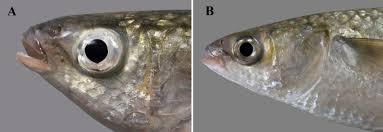 Image result for Chelon richardsonii