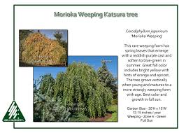 Attēlu rezultāti vaicājumam “Cercidiphyllum japonicum”