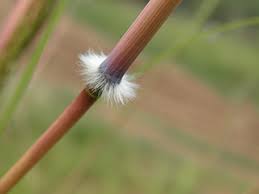 Attēlu rezultāti vaicājumam “Comatricha alta stalked”