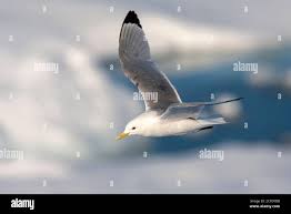 Attēlu rezultāti vaicājumam “Rissa tridactyla adult”