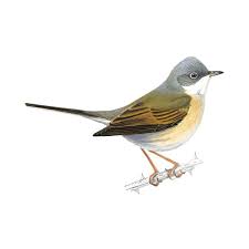 Attēlu rezultāti vaicājumam “Sylvia communis”