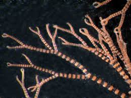 Attēlu rezultāti vaicājumam “Ceramium sp.”