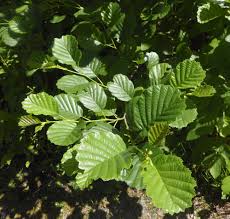 Attēlu rezultāti vaicājumam “Physarum diderma”
