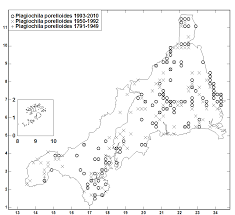 Attēlu rezultāti vaicājumam “Plagiochila porelloides sporophyte”