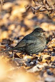 Attēlu rezultāti vaicājumam “Turdus merula juvenile”