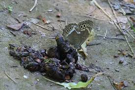 Attēlu rezultāti vaicājumam “Lopinga achine underside”
