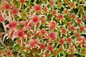 Attēlu rezultāti vaicājumam “Sphagnum capillifolium”