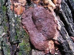 Attēlu rezultāti vaicājumam “Phellinus ferruginosus”