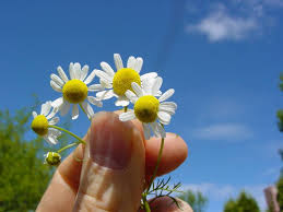 Attēlu rezultāti vaicājumam “Matricaria chamomilla flower”