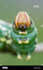 Attēlu rezultāti vaicājumam “Sphinx pinastri larva”