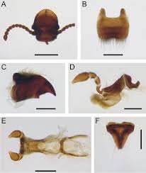 Attēlu rezultāti vaicājumam “Ptinus sp. male”